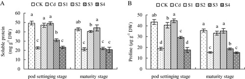 Figure 5. Effects of the application of SNP at different growth stages (S1, sowing stage; S2, seedling stage; S3, flowering stage; S4, pod setting stage) on soluble protein (A), and proline content (B) in leaves of peanut grown in 50 mg kg−1 Cd-contaminated soil. The contents of chlorophyll in peanut leaves were investigated at pod setting and maturity stages. Values are the mean of three replicates. Bars with different letters are significantly different at p <0.05.