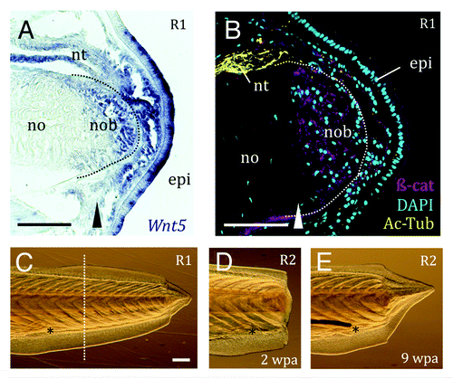 Figure 1. Amphioxus expresses Wnt pathways components in the blastema, and is capable of repeated and robust regeneration of the postanal tail. (A) Wnt5 is expressed in the epidermis (epi) overlying the R1 blastema, the notochord blastema (nob) and the neural tube even anterior to the amputation plane (arrowhead). (B) Immunohistochemistry reveals β-catenin (β-cat, magenta; C2206, Sigma) in the membranes of blastema cells of the notochord (no) in an R1 regenerate (bud stage); acetylated tubulin (Ac-Tub, yellow; T7693 Sigma) labels the axons of the neural tube (nt). The dotted white line demarcates the notochord blastema. (C) Regenerate 1 (R1) pre-amputation. The dotted white line indicates the amputation plane. (D) The second regenerate (R2) two weeks post-amputation (2 wpa), with a clear blastema. (E) The same R2 individual 9 weeks post-amputation (9 wpa). This particular example illustrates a case of the second regenerate exceeding the size of the first. The anus is a reference point, and is indicated by an asterisk. Scale bars, 100μm.