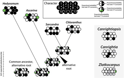 Figure 16. ‘Balls-and-sticks’ graph with proportional branch lengths depicting the result of the ancestral state reconstruction under maximum likelihood. Ancestral states were reconstructed for 11 characters that differ among extant members of the Chloranthaceae. States of two characters (character 7, 13), identical among extant members, are shown for comparison with the fossil taxa. Each ‘ball’ shows the relative probability of a character state at the given node. Character states observed in fossil members of Chloranthaceae are shown to the right. The branch (‘stick’) lengths reflect the amount of molecular evolution (expected substitutions per site).