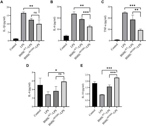 Figure 6 Detection of inflammatory factors in the ECs culture medium by ELISA. (A–C) After LPS administration, the pro-inflammatory factors (IL-1β, IL-6, and TNF-α) were elevated, and after coculturing with BMSCs, the levels of IL-1β, IL-6, and TNF-α were differentially decreased. When compared to BMSCWT, the levels of IL-6 and TNF-α were dramatically lower in the BMSCHOXB4 coculture group, while the levels of IL-1β did not differ in BMSCHOXB4 and BMSCWT coculture groups. (D and E) The anti-inflammatory factors IL-4 and IL-10 were significantly reduced after LPS stimulation, and BMSCHOXB4 coculture significantly increased IL-10 levels compared to BMSCWT coculture group, but IL-4 levels were not statistically different in BMSCHOXB4 and BMSCWT coculture groups. Data were expressed as mean±SD (n=3). ***P <0.001, **P <0.01, *P <0.05, ns P >0.05.