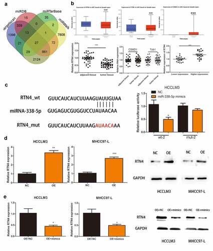 Figure 4. RTN4 may be a potential target of miR-338-5p. (a) Potential targets were screened out through miRTarBase, miRWalk, Targetscan and miRDB. (b) The expression of CSMD1, RTN4 and Tob1 were verified through TCGA databases and 40 pairs of HCC tissues collected. The last picture shows the relative expression of RTN4 in HCC tissues of hsa_circ_0032683 high expression group and hsa_circ_0032683 low expression group. (c) The relative luciferase activity detected by the dual-luciferase reporter assay. (d) RTN4 mRNA and protein expression in HCCLM3 and MHCC97-L cells transfected with OE- hsa_circ_0032683. (e) RTN4 mRNA and protein expression in HCCLM3 and MHCC97-L cells transfected with OE- miR-338-5p. Data are expressed as the mean ± SD, *P < 0.05, **P < 0.01, ***P < 0.001.