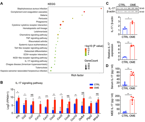 Figure 2 The IL-17 signaling pathway was activated in OME. (A) the KEGG database was used to analyze the pathways using the RNA-seq data. The dot size represents the gene count. The KEGG pathway analysis showed the top 20 enrichments related to OME. (B) The expression levels of genes related to the IL-17 signaling pathway are shown as log2 (FPKM + 1). (C) qPCR and Western blot were used to measure the mRNA and protein expression of Il-17 in the rat middle ear tissue. The error bars represent the s.e.m. of three pairs of ears per group. (D) IL-17 levels in the serum and MEE of the OME rats were measured by ELISA. The error bars represent the s.e.m. of 5 rats per group. *P < 0.05, **P < 0.01, ***P < 0.001. Data are representative of three independent experiments.