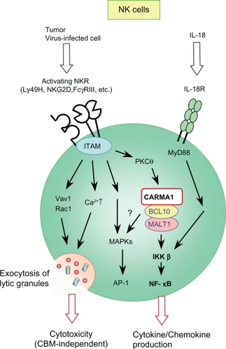 Figure 3 Schematic signaling pathway mediated by the L-CBM complex in NK cells.