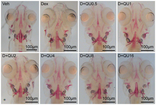Figure 5 QU counteracts Dex-induced decrease of skull mineralization in AB strain larval zebrafish. Dorsal view of skull stained by alizarin red in AB strain larval zebrafish at 9 dpf exposed to Dex (10μM) in the presence or absence of QU for 6 d.