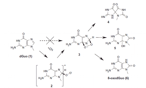 Scheme 1. Proposed mechanisms for the reaction of singlet molecular oxygen (7O8) with the guanine moiety of DNA.