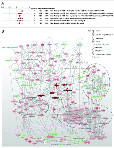 Figure 5 (See previous page). Phosphoproteomic analysis of ATP treated dystrophic vs. normal myoblasts. (A) Sample of analysis report generated using iQuantitatorCitation40 showing fold increases in phosphoproteins detected in dystrophic vs normal myoblasts stimulated with 3 mM ATP for 10 min. Numbers of peptides and sequences detected are shown with percentage sequence coverage per protein. (B) IPA Path Designer software (Ingenuity) analysis of signaling cascade activation following 10 min 3 mM ATP treatment of dystrophic myoblasts. Molecules are represented as nodes relating to known functional class of molecule (see key); relationships between molecules (supported by at least one literature citation) are depicted as lines. The intensity of the molecular color denotes degree of up- (red) or downregulation (green). Heat shock proteins have been artificially highlighted here to aid interpretation of the illustration. Large oval outlines denote general clustered changes in phosphorylation status of related molecules: 1 = down regulation of translation, 2 = upregulation of proteasome, 3 = upregulation of tubulin rearrangements.