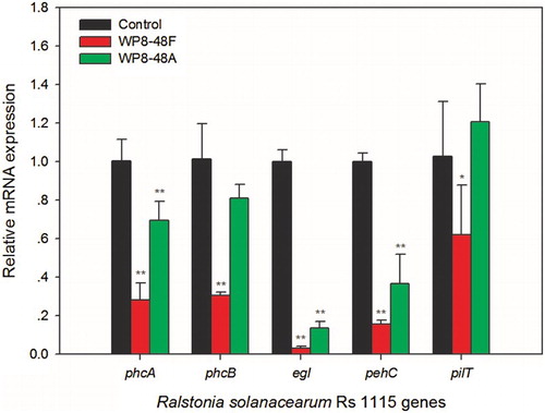 Figure 7. Expression analysis of Ralstonia solanacearum Rs1115 genes involved in virulence. Data represent the mean expression ± standard deviation of three independent experiments. Single asterisk (*) and double asterisks (**) indicate significant differential expression of genes versus controls at P < 0.05 and P < 0.01 respectively, according to the Duncan test.