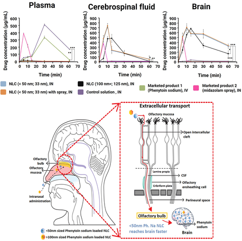 Figure 4 Effect of NLC particle size on nose-to-brain delivery. Drug levels in the plasma, cerebrospinal fluid, and brain after administering NLCs (< 50 nm; 33 nm) by IN, NLCs (< 50 nm; 33 nm) by IN, NLCs (> 100 nm; 125 nm) by IN, a free drug control solution by IN, a commercial product of phenytoin sodium by IV, and another commercial midazolam nasal spray product. The author found that the small NLCs had the most and fastest nose-to-brain delivery transportation of the formulations tested. The statistical significance was evaluated through one-way ANOVA analysis (*p < 0.05, **p < 0.01, and ***p < 0.001). Reprinted from Nair SC, Vinayan KP, Mangalathillam S. Nose to brain delivery of phenytoin sodium loaded nano lipid carriers: formulation, drug release, permeation and in vivo pharmacokinetic studies. Pharmaceutics. 2021;13(10):1640. Creative Commons.Citation85