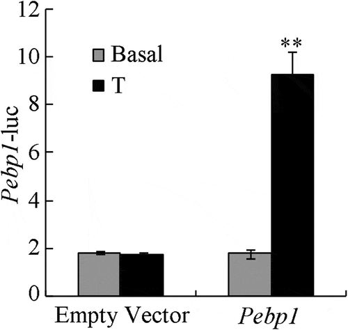 Figure 5. Increased Pebp1 promoter activity by AR and testosterone in TM4 cells. Dual luciferase assay was used to detect the effects of testosterone on Pebp1 promoter activity in TM4 cells. The control was performed with the empty vector. The results are presented as the fold-change of testosterone treatment relative to vehicle treatment. The data are expressed as the mean ± SEM (n = 3). **, P < 0.01.