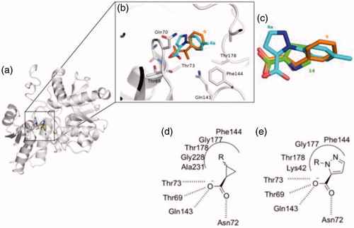 Figure 4. Docking results of compound 4a into StOASS-A binding site. (a) StOASS-A (white cartoon and sticks) in complex with compound 9 (orange sticks) and 4a (cyan sticks); (b) StOASS-A active site (white cartoon and sticks) in complex with compound 9 (orange sticks) and 4a (cyan sticks); (c) alignment of the binding mode of 9, 4a and 14 highlighting how the compounds accommodate the pharmacophoric features in similar directions; (d) bi-dimensional representation of interactions of StOASS-A with the cyclopropane scaffold (e) and with compound 4a (c).