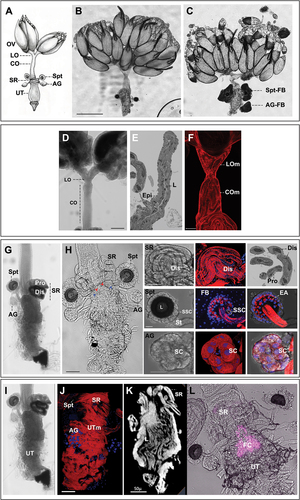 Figure 5. Internal genital structures of the female reproductive tract. [A] The Drosophila female reproductive tract consists of a pair of ovaries (OV) connected to a median common oviduct (CO) by two lateral oviducts (LO), and a uterus (UT) that leads to the vagina, which opens to the exterior through the vulva. The reproductive tract also includes specialized organs: a pair of spermathecae (Spt), seminal receptacle (SR), and a pair of female accessory glands (AG); drawing by Zohar Nir-Amitin. [B, C] The whole system with fat body [C] or without the fat body [B] that covers the spermatheca (Spt-FB) and the female accessory glands (AG-FB) (scale bar is 500 µm). [D-F] Upper RT that includes the lateral and common oviducts (scale bar is 100 µm), [D]. Toluidine blue stained 1 µm thick section of the oviduct that highlight the luminal space (l) and the epithelial cells (Epi) [E]. Upper RT stained with Alexa Fluor 594-phalloidin (red) showing the muscle fibres in different regions of oviduct (scale bar is 50 µm), [F]. [G, H] Lower reproductive tract, including the spermatheca (Spt), seminal receptacle (SR), and female accessory glands (AG). Note the red and blue arrowheads that mark the connection of the Spt and AG stalks to the uterus (scale bar is 50 µm). The panel also presents bright-field, phalloidin and DAPI images: SR showing the proximal (Pro) and distal (Dis) regions and the surrounding layer of visceral muscle (scale bar is 50 µm); Spt showing the spermathecal secretory cells (SSC), the lumen where sperm is stored (L), the stalks (St) (scale bar is 20 µm), the end apparatus (EA), and the fat body (FB, stained with DAPI) that surrounds the Spt; the female accessory glands (AG) showing the secretory cells (SC) (scale bar is 20 µm). [I-L] Zoom-in image of the uterus: [J] layers of circular muscle fibres (UTm) (scale bar is 50 µm), [K] micro-CT of the uterus highlighting the structure of the uterine lumen (L) (scale bar is 50 µm), [L] DsRed expression (magenta) showing the location of the fertilization chamber (FC), a structure to which the stalks of the SR, Spt and AG enter.