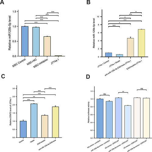 Figure 7 (A) PCR results showed the relative expression of miR-125b-5p in different treatment groups. (B) Relative expression of miR-125b-5p in J774a.1 cells of different treatment groups. (C) PCR results showed the relative expression of STAT3 in J774a.1 cells of different treatment groups. (D) The targeted modulation measured by luciferase reporter gene assays. Every experiment was repeated at least three times, and the data was shown as mean ± SEM (ns: no difference,*P<0.05,**P<0.01, ***P<0.001).