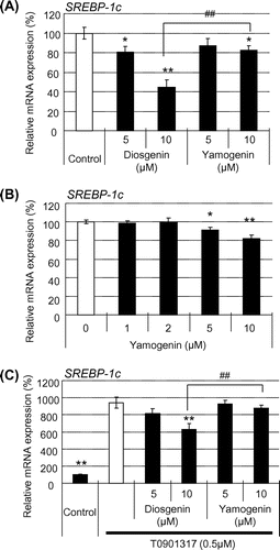 Fig. 7. Yamogenin inhibited SREBP-1c induction in HepG2 hepatocytes.Notes: SREBP-1c mRNA expression level was quantified using HepG2 hepatocytes in the absence (A and B) or presence (C) of T0901317 (1 μM). The value of a vehicle control was set at 100% and relative value is presented as fold induction with respect to that of each vehicle control. The values are means ± S.E.M. of 3–4 samples. *p < 0.05 and **p < 0.01 compared with each vehicle control (A and B) or T0901317 treatment (C) and ##p < 0.01 compared between the indicated groups.