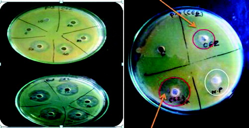 Figure 4. (Colour online) Determination of MIC of Ceftazidime (10–100 μg/mL) against multi-drug resistant P. aeruginosa. On the right, arrows showing CEZ alone (13 mm, zone of inhibition) and CEZ + nanoparticle (24 mm, zone of inhibition).