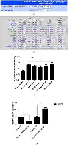 Figure 6. DDIT3 was a directed target gene of apla-miR-145-4