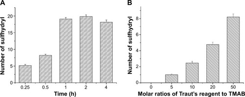 Figure 4 (A) The effect of different thiolation times on the number of sulfhydryls. (B) The effect of different molar ratios of Traut’s reagent to TMAB on the number of sulfhydryls.Note: The data represent the mean ± SD of three independent experiments.Abbreviations: TMAB, trastuzumab; SD, standard deviation; h, hours.