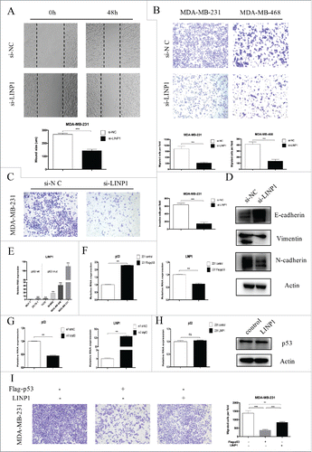 Figure 2. LINP1 knockdown inhibited migration and invasion in breast cancer cells. (A) Wound healing assays and (B) Transwell migration assays demonstrated that LINP1 knockdown inhibited cell migration. The columns are the average of three independent experiments. (C) Transwell invasion assays were used to measure the impaired invasion capacities of MDA-MB-231 cells. The columns are the average of three independent experiments. (D) LINP1 knockdown led to increased E-cadherin expression and decreased N-cadherin and vimentin expression. (E) LINP1 expression levels were measured in six breast cancer cell lines with quantitative real-time PCR (qPCR). Actin was used as the endogenous control. (F) MDA-MB-231 cells were transfected with flag-p53; then the efficacy (right) and effect on LINP1 expression (left) were evaluated by qPCR. (G) P53 was knockdown via transfection with shp53 in MCF-7 cells. Then, the efficacy (right) and effect on LINP1 expression (left) were evaluated by qPCR. (H) LINP1 overexpression did not influence p53 expression in MDA-MB-231 cells. (I) P53 overexpression inhibited MDA-MB-231 cell migration and LINP1 could attenuate this effect. The columns are the average of three independent experiments, *P < 0.05, **P < 0.01, and, ***P < 0.001 by the Student's t test.