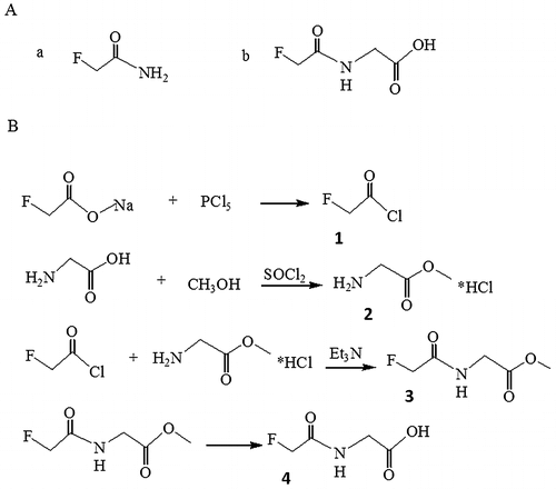 Fig. 1. Structure formula of fluoroacetamide and its analog, N-fluoroacetyl glycine (A) and synthetic steps of N-fluoroacetyl glycine (B).