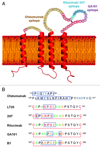 Figure 1. (A) The structure and topology of CD20 and the epitopes recognized by rituximab, ofatumumab and GA101. (B) Sequence alignment of CD20 epitopes recognized by CD20 antibodies based on published information. Core epitope residues are boxed in light blue. For 2F2 (ofatumumab), core epitope assignment is based on published work from Teeling et al. 46. For residues labeled in blue experimental evidence suggests a role in 2F2 binding. For the other antibodies, the following coloring scheme has been applied based on Pepscan results and FACS binding data of amino acid exchange mutants: green = almost any exchange tolerated at this position; brown = non-conservative exchange tested and not tolerated at this position; orange = conservative exchange tested and tolerated at this position; red = also conservative exchanges not tolerated at this position; black = position has not yet been evaluated. Italic font indicates that Pepscan and FACS binding results are discordant. Since the FACS binding results better reflect the native protein context, the coloring in such instants was based on the FACS binding data.