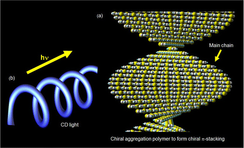 Figure 8. (a) Plausible structure of chiral aggregation based on π-stacking and (b) irradiation of circular polarized light.