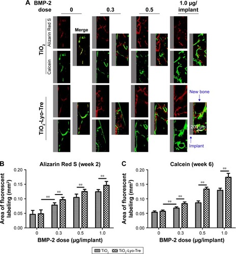 Figure 5 Sequential fluorescent labeling and histomorphometric analysis of the fluorochrome area.Notes: (A) New bone formation and mineralization were determined by Alizarin Red S (red) and calcein (green) staining, indicating the mineralization level at week 2 and week 6 after operation, respectively. (B and C) Histomorphometric analysis of the area of bone stained with the two fluorochromes. **indicates significant differences between groups (p<0.01).Abbreviations: BMP-2, bone morphogenetic protein-2; Lyo, lyophilization; Tre, trehalose.