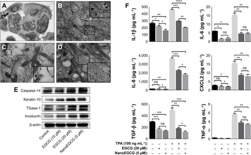 Figure 3 Cellular uptake of nanoEGCG and its effects on epidermal keratinocyte differentiation markers and TPA-induced inflammatory responses in vitro in keratinocyte cultures. (A–D) Transmission electron microscopy photomicrographs of NHEKs treated with nanoEGCG showing localization of nanoEGCG on the cell surface (A), in the cytoplasm near tonofilaments (B), in cytoplasmic vesicles in the vicinity of multiple mitochondria (C), and in cytoplasmic vesicles within a dense meshwork of tonofilaments (D). (E) Western blot analysis of NHEK lysates showing the effects of free EGCG (10–20 µM) and nanoEGCG (5 µM equivalent concentration) on the expression of early and late differentiation markers as indicated. Blots were stripped and reprobed for β-actin to determine equal protein loading, and the results shown are representative of 3 independent experiments. (F) Effect of a 24 h treatment with free EGCG (20 µM) or nanoEGCG (5 µM) on TPA-induced secretion of pro-inflammatory cytokines in NHEK cultures; cytokines in cultured supernatants were analyzed with human 6-Plex ProcartaPlex mix-matched immunoassay (described in Materials and methods and Supplementary materials section). Data in (F) are expressed as the mean±SEM of experiments in which each treatment was repeated in 10 wells. *p<0.05, **p<0.01, ***p<0.001, and ****p<0.0001 for the indicated 2-way comparisons.Abbreviations: EGCG, (−)-epigallocatechin-3-gallate; nanoEGCG, chitosan-based polymeric nanoparticle formulation of EGCG; NHEK, normal human epidermal keratinocyte; TGase-1, transglutaminase-1; TPA, 12-O-tetradecanoyl-phorbol-13-acetate; CXCL2, C-X-C motif chemokine ligand-2; TGF-β, transforming growth factor-β; TNF-α, tumor necrosis factor-α; ns, not significant; SEM, standard error of the mean.