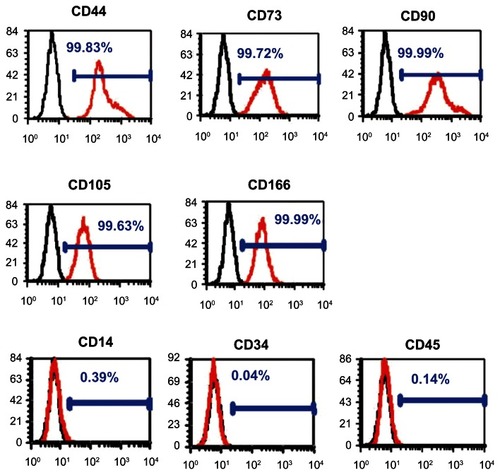 Figure 2 Flow cytometric analysis of periodontal ligament stem cells.Notes: They were positive for mesenchymal stem cell markers CD44, CD73, CD90, CD105, and CD166 and negative for hematopoietic markers CD14, CD34, and CD45 (red line). The black line represents the isotype controls 1B5 (immunoglobulin G1) and 1D4.5 (immunoglobulin G2a).Abbreviation: CD, cluster of differentiation.