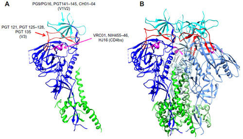 Figure 1 Binding sites for bNAbs on HIV-1 envelope.