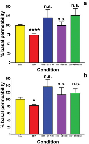 Figure 6. GDNF effect on BNB solute permeability following serum withdrawal. Bar histograms demonstrate that GDNF significantly reduced human BNB solute permeability to Na-FITC (A) and dextran-70-FITC following serum withdrawal (B). Inhibitors against RET-tyrosine kinase (RET-TK INH), MEK1 (MEK1 INH) and ERK1/2 (ERK 1/2 INH) completely abrogated the GDNF-mediated permeability reduction with no significant differences compared to basal conditions without added GDNF. * indicates p < 0.05, **** indicates p < 0.0001 and n.s. indicates not significant. N = 5 independent experiments in triplicate.