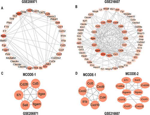 Figure 4 Identification of the hub network in IRDEGs. (A and B) A graphic representation of protein–protein network based on IRDEGs of ICH and SHAM groups in two datasets (GSE206971 and GSE216607). The color of a node reflects the degree calculated by Cytoscape. The darker the color, the higher the connectivity. (C and D) In two datasets (GSE206971 and GSE216607), the significant MCODE module was constructed from the PPI network according to the MCODE algorithm.