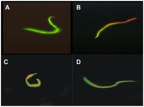 Figure 2 Ethidium bromide/acridine orange differential staining of microfilarial forms for the detection of apoptosis. Untreated (A) and gold nanoparticles preincubated (D) nuclei showed green staining due to acridine orange permeation, while organisms treated with silver nanoparticles (B) and staurosporine (C) appeared orange-yellow due to ethidium bromide, suggesting loss of integrity of surface membrane of the parasite shown.Note: Data are representative of three different experiments.