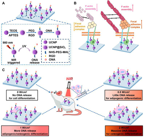 Figure 7 Schematic diagram of UCNPs substrate to control cell adhesion, spreading and multidirectional differentiation of stem cells by adjusting power of NIR light. (A) Synthetic procedure for UCNP@SiO2-RGD-ONA and NIR light-triggered cleavage of an ONA protective group. (B) The potential mechanism underlying the UCNP-substrate RGD photoactivated to control the adhesion, spreading, and differentiation of MSCs, governed by mechanosensing signaling. (C) NIR-triggered release of ONA to control cell adhesion, spreading, and multidifferentiation of MSCs in vivo on the UCNP-substrate by different powers of NIR irradiation.