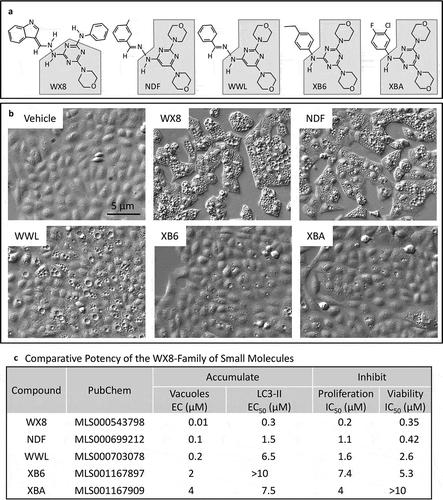 Figure 1. The WX8-family and its effects on osteosarcoma U2OS cells. (a) The WX8-family of small molecules. Shaded regions indicate homologies. WWL and NDF consist of a pyrimidine-4-amine core with 2 morpholine adducts. XB6 and XBA consist of a 1,3,5-triazin-2-amine core with 2 morpholine adducts. WX8 contains the same 1,3,5-triazin-2-amine core with only one morpholine adduct. The remaining components consist of a benzaldehyde hydrazone adduct in NDF and WWL, a simple benzene adduct in XB6 and XBA, and benzene and a purine-like adduct in WX8. (b) Differential interference microscopic images of U2OS cells cultured for 24 h with 1 µM of the indicated compound. Vehicle is the concentration of DMSO that was introduced by addition of compounds. Fewer than 1% of the cells treated with vehicle exhibited a vacuole. (c) The WX8-family of small molecules are listed in PubChem as either a compound or a substance (https://www.ncbi.nlm.nih.gov/pubmed/). Summarized here are their effective concentrations (EC) for inducing vacuoles in U2OS cells within 4 h (Figs. S1-S3), their half maximal effective concentration (EC50) for inducing LC3-II accumulation within 4 to 8 h (Figure S4(a)), their half maximal inhibitory concentration (IC50) for suppressing cell proliferation within 3 d (Figure S4(b)), and their IC50 for reducing cellular ATP levels (viability) within 4 d (Figure S4(c)).