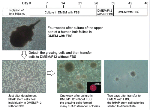 Figure 3. Production of hHAP stem-cell colonies. Human hair follicle culture protocol: isolated upper parts of human hair follicles were cultured in DMEM containing 10% FBS. Four weeks after culture growing cells from the upper parts of human hair follicle were transferred to DMEM/F12 without FBS. One week after culture, the growing cells formed many hHAP stem-cell colonies. Two days after transfer to DMEM containing 10% FBS, hHAP stem-cell colonies started to differentiate.