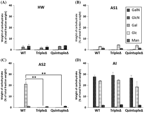 Fig. 2. Compositions of the monosaccharide fractions of the cell wall of Aspergillus oryzae wild-type (WT), agsAΔagsBΔagsCΔ triple mutant (tripleΔ), and agsAΔagsBΔagsCΔamyDΔamyGΔ quintuple mutant (quintupleΔ).