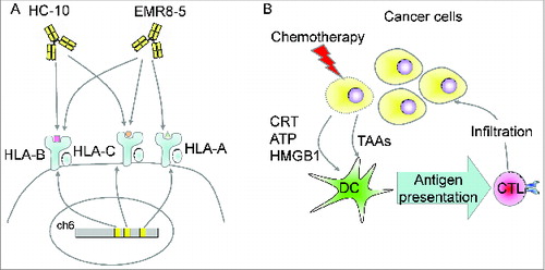 Figure 1. (A) Monoclonal antibodies specific for HLA Class I. HLA class I genes are located on chromosome 6p and comprise HLA-A, -B, and -C. The monoclonal antibody HC-10 is reactive for HLA-B and -C. The monoclonal antibody EMR8–5 is reactive for HLA-A, -B, and -C. (B) Immunological cell death (ICD) might play a role in chemotherapy sensitivity in human ovarian cancer. Cancer cells undergoing immunologic cell death release calreticulin (CRT), adenosine triphosphate (ATP), and High Mobility Group Box 1 (HMGB1) and activate dendritic cells (DCs) to induce a cancer-specific cytotoxic T lymphocyte (CTL) response.