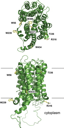Figure 6.  A 3D model of GalP based on the crystal structure of the E. coli glycerol-3-phosphate transporter GlpT, in a conformation in which the substrate-binding site is open to the cytoplasmic face of the membrane Citation[22]. The putative positions of the residues mutated in the present study are shown, together with tryptophan residues, W371 and W395, predicted to be close to the substrate-binding site. The model is viewed from the periplasmic face (top) and from the side (bottom). In the latter view, the likely approximate boundaries of the lipid bilayer are indicated. This Figure is reproduced in colour in Molecular Membrane Biology online.
