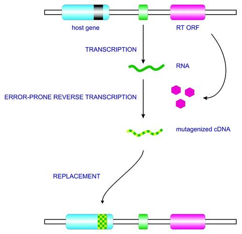 Figure 1. Mode of action of a diversity-generating retroelement. The prototypical DGR features an ORF encoding a reverse transcriptase (depicted in pink), a host gene (blue) with a variable region (black) and a template region (green). Transcription of an RNA from the template repeat is followed by reverse transcription in which mutations at adenine residues are introduced. The resulting cDNA replaces the variable region in the host gene, thereby mutagenizing the encoded protein. The process can be repeated for an unlimited number of rounds, as the template for transcription is maintained.
