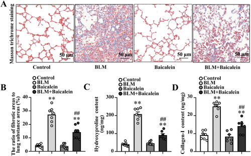 Figure 1. Baicalein mitigates BLM-induced lung fibrosis. (A, B) Masson’s trichrome staining was performed to measure collagen deposition in pulmonary tissues in control, BLM, baicalein and BLM + baicalein groups. Representative images (A) and changes in the ratio of collagen-deposited areas to lung substance areas (a morphometric measure of pulmonary fibrosis) (B). Hydroxyproline (C) and collagen I (D) contents in pulmonary tissues were examined by ELISA in control, BLM, baicalein and BLM + baicalein groups. Data are presented as the mean ± SEM (n = 7). **p < 0.01 vs. control. ##p < 0.01 vs. BLM. BLM: bleomycin.