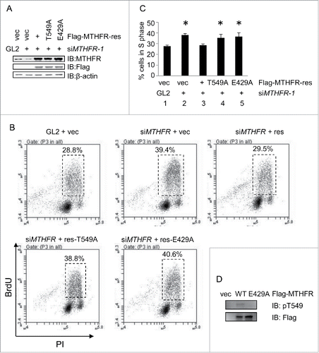 Figure 5. T549A and E429A failed to rescue the S phase defects of MTHFR-depleted cells. (A) Western blots showing stable transfectants harboring rescue, rescue-T549A and rescue-E429A plasmids. (B) Cells in (A) were analyzed by BrdU staining and PI as described in materials and methods, and then analyzed by flow cytometry. (C) Quantitation of results in (B). Histograms represent mean ± SD of 3 independent experiments. Asterisks indicate significant differences from Lane 1 (p values are: p1–2 = 0.0003, p1–3 = 0.42, p1–4 = 0.024, p1–5 = 0.017). (D) Cells were transfected with control vectors, or MTHFR-WT, E429A plasmids. Then extracts were collected and analyzed by IB with the antibodies indicated.
