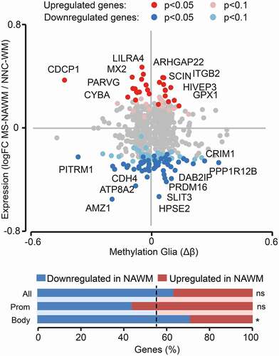 Figure 4. Association of DNA methylation changes with gene expression in the normal appearing white matter of Multiple Sclerosis patients. Scatterplot illustrating association of DMPs (Padj < 0.05) methylation values (Δβ) in glial nuclei samples with gene expression data (RNA-seq) reported in bulk NAWM of Multiple Sclerosis (MS) patients compared to WM of non-neurological controls (NNC) [Citation34]. Red and blue colours indicate upregulation and downregulation, respectively, in MS versus NNC bulk brain tissue. The barplot represents the proportions (percentage) of upregulated (red) and downregulated (blue) genes for all gene-annotated DMPs and DMPs located in promoter (TSS1500, TSS200) or gene body. The dotted line indicating the expected proportion * P < 0.05 generated with the Chi-square test. logFC, log2-fold change, Δβ, difference in the beta-value.