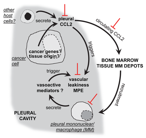 Figure 1. Role of C-C-motif chemokine ligand 2 (CCL2) in malignant pleural effusion. Tumor cells, as well as other host cells, secrete the C-C-motif chemokine ligand 2 (CCL2) into the pleural cavity, contributing to elevated intrapleural levels of the chemokine relative to the bloodstream. Local CCL2 levels directly cause vascular leakiness, possibly facilitating the influx of inflammatory cells. Overflow CCL2 circulates generating systemic chemotactic gradients that function to recruit mononuclear myeloid cells from the bone marrow (or other tissue depots) to the pleural space. Pleural mononuclear/macrophage (MM) cells, in turn, release proinflammatory and vasoactive mediators to further promote MPE development. Red inhibitory symbols indicate the effects of anti-CCL2 antibody therapy. Question marks indicate areas of future research.