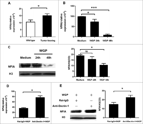 Figure 1. WGP downregulates expression of NFIA in G-MDSCs via Dectin-1 pathway in vitro. A total of 3 × 106 Lewis lung carcinoma cells (LLCs) were injected s.c. into C57BL/6 mice. After 4 weeks, splenocytes were collected and G-MDSCs were sorted. (A) Total RNA isolated from G-MDSCs was subjected to qRT-PCR to measure NFIA expression. (B, C) Sorted G-MDSCs were cultured in the presence or absence of WGP (100 μg/mL) for 24 h/48 h. (B) NFIA mRNA level in G-MDSCs was measured by qRT-PCR. (C) Protein gel blot analysis was developed with anti-NFIA antibody. Histone 3 served as a loading control. The amount of NFIA protein was calculated by gray scanning. (D, E) The purified G-MDSCs were pretreated with anti-Dectin-1 mAb or isotype rat IgG (5 μg/mL) for 1h at 37°C and then treated with 100 μg/mL WGP. After 24 h/48 h stimulation, cells were collected. (D) RNA isolated from collected G-MDSCs was subjected to qRT-PCR to measure NFIA mRNA expression. (E) NFIA protein in G-MDSCs was detected by protein gel blot. The amount of NFIA protein was calculated by gray scanning. ***p < 0.001, *p < 0.05, ns: no significance.