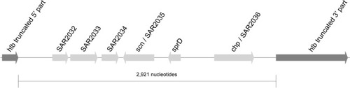 Figure 2 The hlb-3kb-insert in CC15-MRSA.Notes: The hemolysin beta gene (hlb) is interrupted by a 3 kb insertion element in CC15-MRSA genomes.Abbreviation: MRSA, methicillin-resistant Staphylococcus aureus.