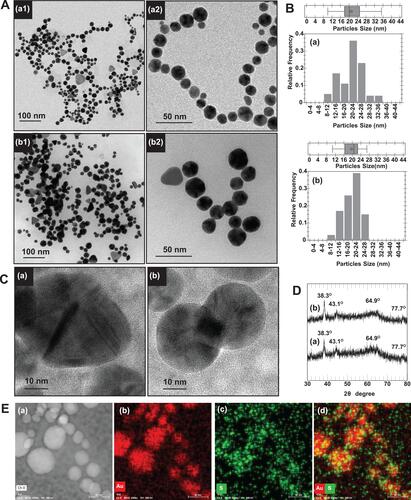 Figure 4 (A) TEM images and their close-up images (a2 and b2) and (B) particle size distribution calculated from TEM images (n = 200) of (a) AuNPs-WCS-GA and (b) AuNPs-WCS-GA-DBBN. (C) Representative HR-TEM images of Au nanocrystal of AuNPs-WCS-GA-DBBN as in (b). (D) XRD patterns of (a) AuNPs-WCS-GA and (b) AuNPs-WCS-GA-DBBN. (E) SEM-EDX analysis presenting SEM image of (a) AuNPs-WCS-GA-DBBN and SEM-EDX mapping micrograph of (b) Au, (c) S and (d) mixed Au and S mappings of the AuNPs-WCS-GA-DBBN.