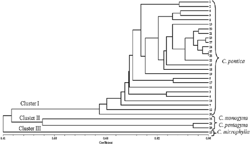 Figure 4. UPGMA dendrogram of the 30 selected hawthorn genotypes based on 10 RAPD primers.