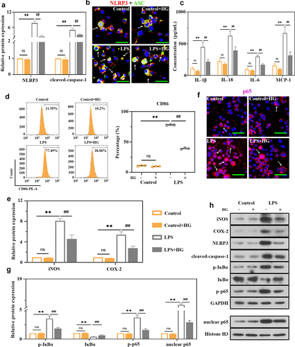 Figure 5. Effects of hederagenin on LPS-induced macrophages. THP-1 cells were treated with 100 ng/mL phorbol-12-myristate-13 acetate (PMA) for 24 h to differentiate into macrophage-like cells. Then, the cells were co-cultured with 100 μM hederagenin, followed by 100 ng/mL LPS stimulation for 24 h to activate THP-1 macrophages. (a) Protein expression levels of NLRP3 and cleaved-caspase-1 were measured by western blot after macrophages were treated as indicated. (b) Dual immunofluorescence staining of NLRP3 (red) and ASC (green). (Original magnification ×400, scale bar 50 μm). (c) Inflammatory cytokine levels (IL-1β, IL-18, IL-6 and MCP-1) were detected in macrophages. (d) Flow cytometry was performed to analyze the expression of CD86 on macrophages. (e) Protein expression levels of iNOS and COX-2 in macrophages were measured by western blot. (f) Immunofluorescence staining of p65. (Original magnification ×400, scale bar 50 μm). (g) Protein expression levels of p-IκBα, IκBα, p-p65 and nuclear p65 in macrophages were measured by western blot. (h) Representative images show the expression levels of iNOS, COX-2, NLRP3, cleaved-caspase-1, p-IκBα, IκBα, p-p65 and nuclear p65 by western Blot analysis with GAPDH or Histone H3 as a loading control. Results were presented as mean ± standard deviation, n = 3. No significant (ns), P > 0.05 versus Control group. **P < 0.01 versus Control group; ##P < 0.01 versus LPS group.