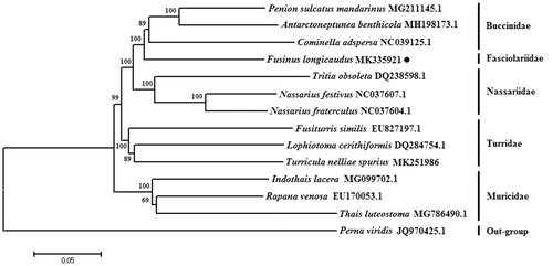 Figure 1. The NJ phylogenetic tree for Fusinus longicaudus and other species based on 13 protein-coding genes.
