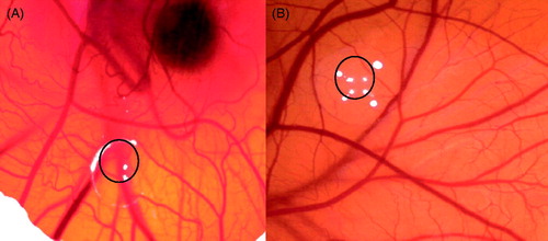 Figure 1. CAM assay results: (A) CAM treated with suramin (average score = 0.5); (B) weak to strong anti-angiogenic effect of treatment with H. perforatum essential oil (average score = 0.6).