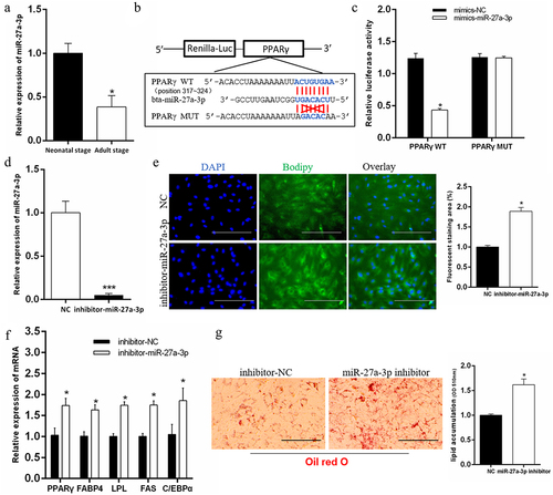 Figure 5. Interfering with miR-27a-3p promotes adipogenesis of preadipocytes. (a) The expression difference of miR-27a-3p in adipose tissue of newborn calves and adult calves. (b, c) The dual fluorescence reporter system verified the targeting relationship between miR-27a-3p and PPARγ gene. (d) Real-time qPCR was used to detect the interference efficiency of miR-27a-3p. (e) Interference with miR-27a-3p in preadipocytes, followed by BODIPY staining to analyse lipid droplet deposition. Scale bars, 100 µm. (f) The mRNA levels of adipogenesis-related genes in bovine preadipocytes with miR-27a-3p inhibition. (g) Lipid droplets in preadipocytes were stained with Oil Red O after interference with miR-27a-3p. Lipid contents were measured by spectrophotometric analysis after dissolution in isopropanol. Scale bars, 100 µm. Data are presented as means ± SEM of three independent experiments. *P < 0.05. ***P < 0.001.